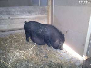 vand porci vietnamezi