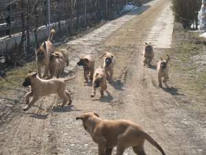 Ciobanesc Belgian Malinois