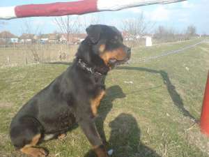 Rottweiler
