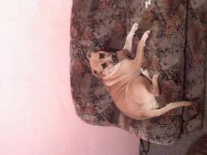 vand presa de canario femela varsta de 10 luni