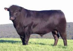 cumpar aberden angus