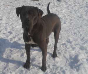 Cane Corso mascul