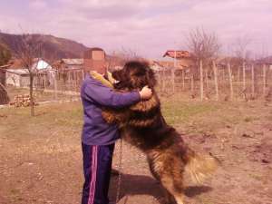 VAND CIOBANESC CAUCAZIAN