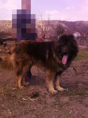 VAND CIOBANESC CAUCAZIAN