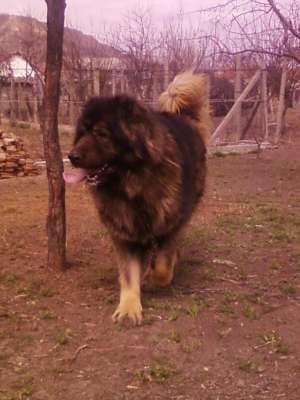 VAND CIOBANESC CAUCAZIAN