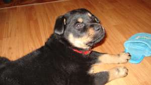 vand pui rottweiler,  3 luni,  femela,  foarte juausa