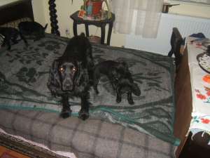 Pierdut Cocker spaniel negru