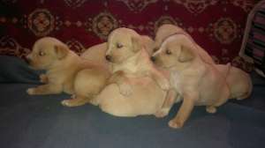 Vand pui Labrador Retriver
