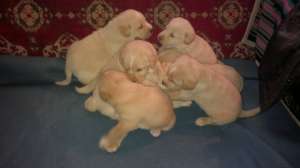 Vand pui Labrador Retriver