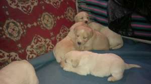 Vand pui Labrador Retriver