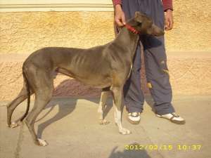 ofer ogar greyhound pt monta