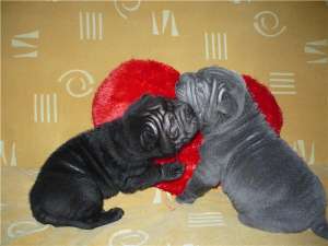 crescator vand puii shar pei albastrii relatii la numaru 0754661089
