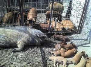 vand porci mangalitza