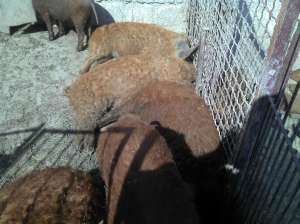 vand porci mangalitza