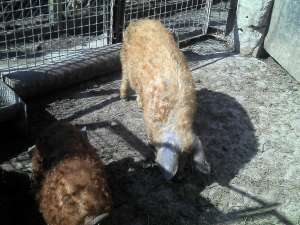 vand porci mangalitza