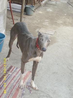 ofer ogar greyhound pt monta
