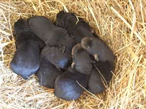 vand catei Rotweiller