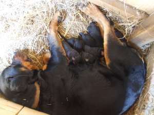 vand catei Rotweiller