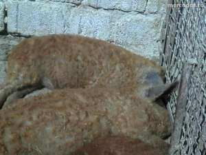 vanzare porci mangalita