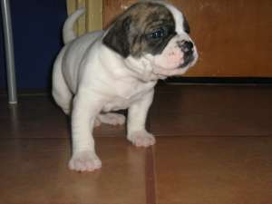 Pui buldog american din parinti cu acte de origine
