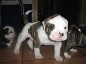 Pui buldog american din parinti cu acte de origine