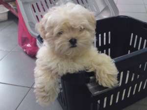 vand pui westy, bichon, yorki