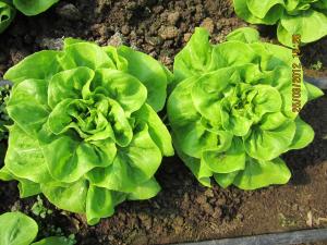 VAND SALATA VERDE SI RASADURI LA CUB ARDEI,   ROSII,   VANATA,   CASTRAVETI