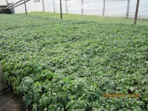 VAND SALATA VERDE SI RASADURI LA CUB ARDEI,   ROSII,   VANATA,   CASTRAVETI