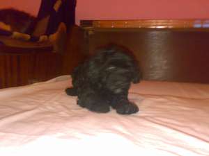 Vand Caniche