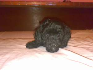 Vand Caniche