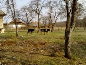 Vanzare bovine