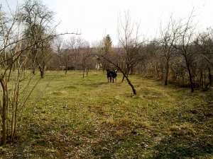 Vanzare bovine