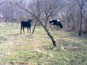 Vanzare bovine