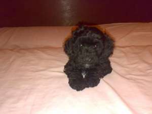 Vand Caniche Urgent
