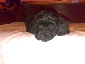Vand Caniche Urgent