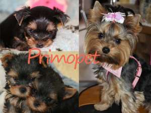 Catelusi Yorkshire Terrier Toy de Vanzare