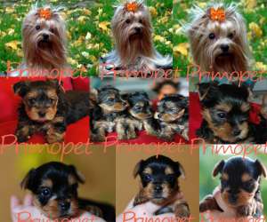 Catelusi Yorkshire Terrier Toy de Vanzare