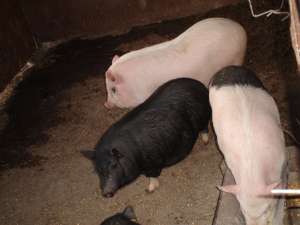 Porci Vietnamezi