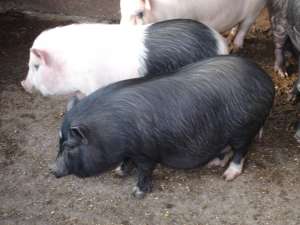Porci Vietnamezi