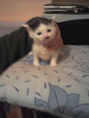ofer spre adoptie doua pisicute de aproape 2 luni foarte dragalase