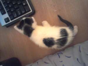 ofer spre adoptie doua pisicute de aproape 2 luni foarte dragalase