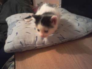 ofer spre adoptie doua pisicute de aproape 2 luni foarte dragalase