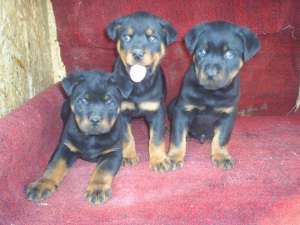Vand caini rottwiler