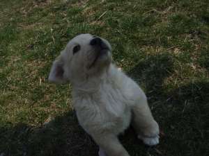 PUI LABRADOR