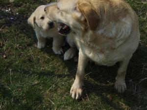 PUI LABRADOR