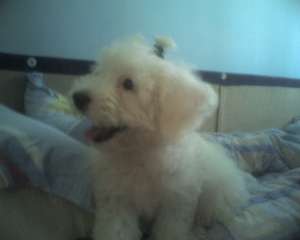 Vand bichon frize