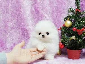 Adorabil pui Pomerania. 4 saptamani.