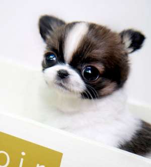 Adorabil pui Pomerania. 4 saptamani.