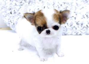 Adorabil pui Pomerania. 4 saptamani.