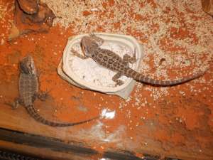 Vand animale exotice